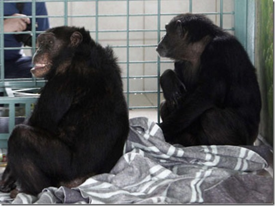 chimpanzes_