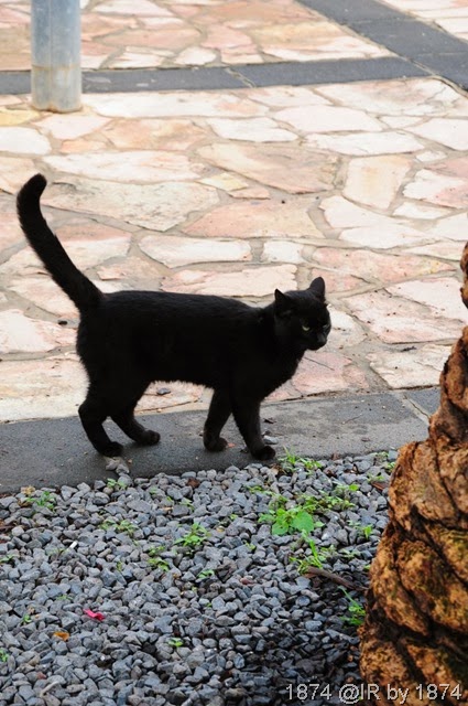 [IRS_6933%255B12%255D.jpg]