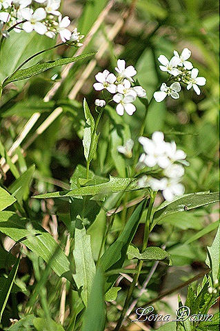 [OMC_Lyre_Leaved_RockCress%255B7%255D.jpg]