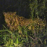 LeopardEncounter LeopardEncounter