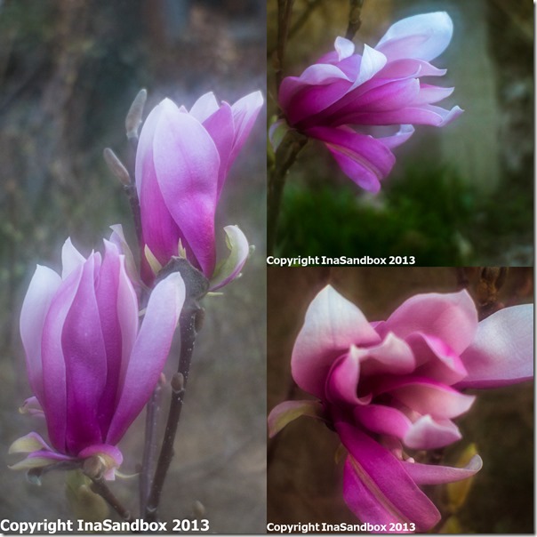 magnolia collage