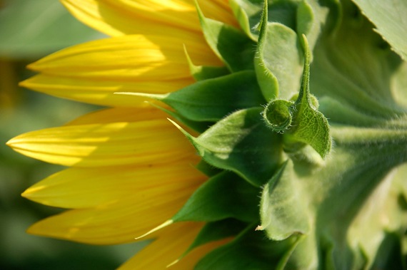 [Sunflower%2520Curl%255B2%255D.jpg]