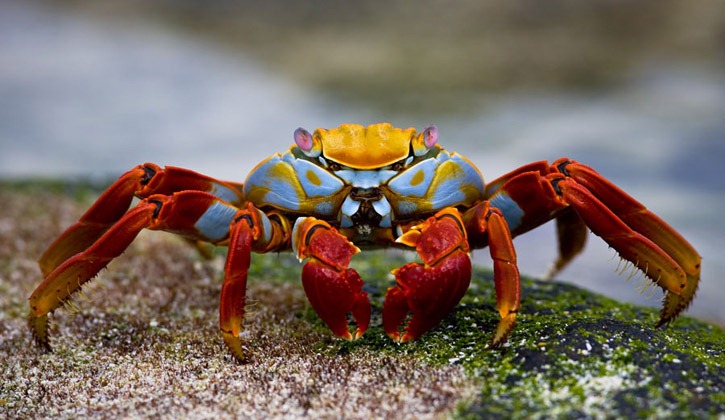 [crabs_089sud%255B5%255D.jpg]