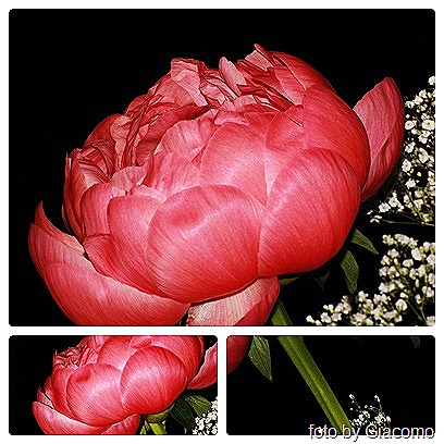[peonia%25203%255B8%255D.jpg]
