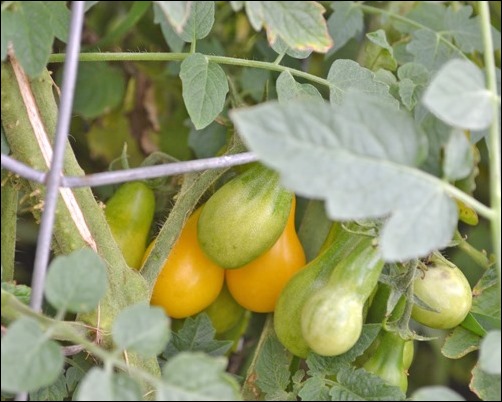 yellow pear tomatoes