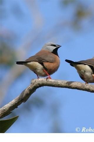 Brazilian Birds