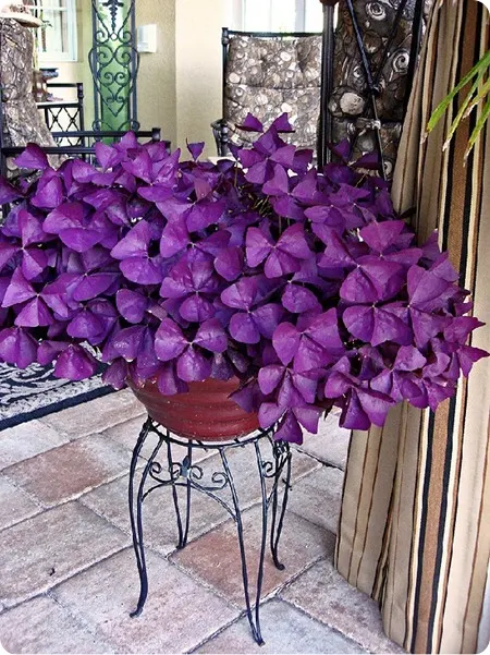 Oxalis purple clover