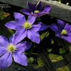 20070527-6760Clematis_Fujimusume.JPG
