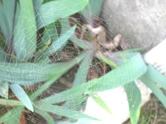 spider web on my iris plant