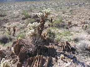MountLaguna 053.jpg
