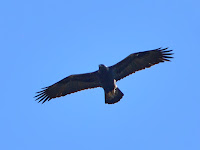 DSC_7873.jpg
