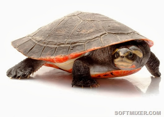Red bellied Short-necked Turtles (Emydura subglobosa) LTC females