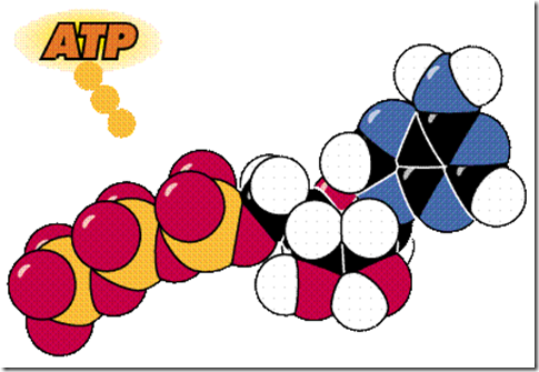Nucleic Acids from Biochemistry Den ATP is the high energy phosphate molecule