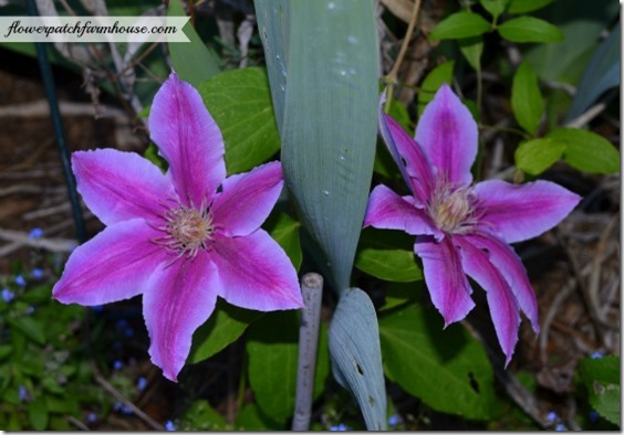 josephine clematis560