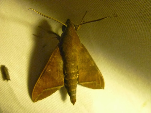 Macroglossinae : probablement Nephele comma HOPFFER, 1857. Saha Forest Camp, Anjozorobe (Madagascar). 3 janvier 2014. Photo : J. Marquet