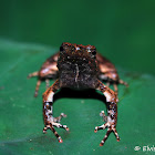 rana