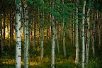 henrikj_080728_1361 - der.jpg