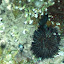 pêche oursin 020.jpg