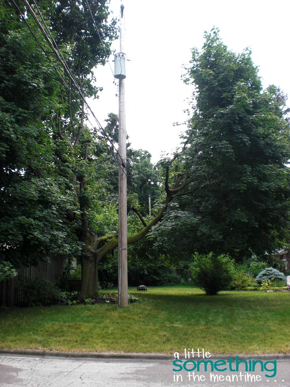 [Lemonade-Garden-View-of-Tree-WM11.jpg]