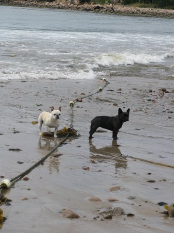 Franny, where do you think this rope leads to? I'm not going into the water to find out.