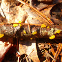Witch's Butter