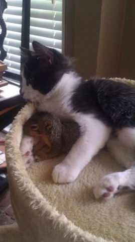 [funny-animals-haha-13%255B2%255D.jpg]