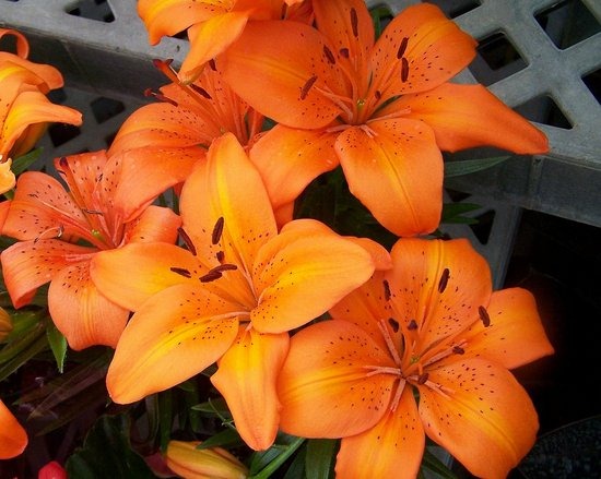 [100_3379-orange-lillies.preview.jpg]
