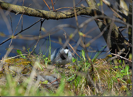 volkkari västäräkki 021 volkkari västäräkki 021