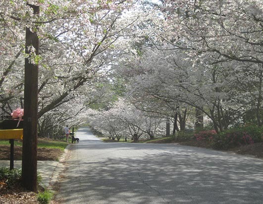 [Macon-Cherry-Blossom-Trees4.jpg]