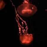IMG_4746.JPG