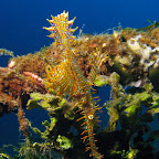 Ghostpipefish (Duain, Negros)