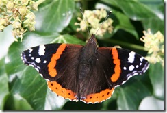 Red Admiral