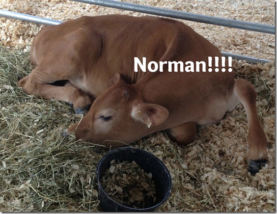 norman norman