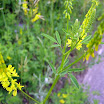 wildflowers 009.JPG