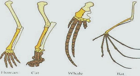 comparative anatomy