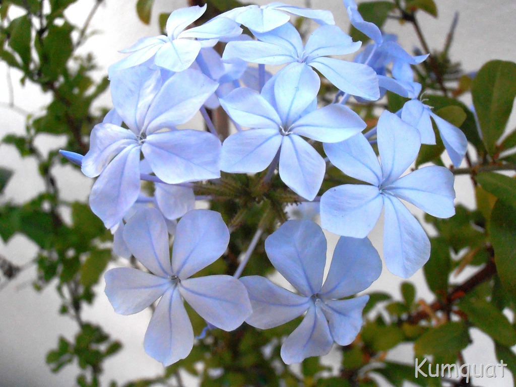 [plumbago%25203%255B10%255D.jpg]