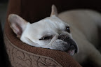 Oh, G.K., you may have a luxurious thick coat, but we, Frenchies, are not so fortunate!  We are of a short-haired breed.