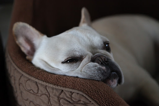 Oh, G.K., you may have a luxurious thick coat, but we, Frenchies, are not so fortunate!  We are of a short-haired breed.