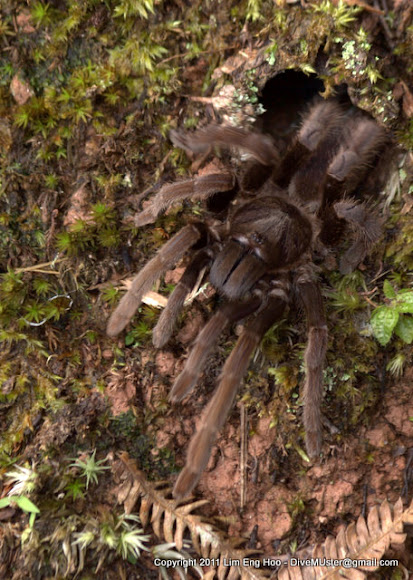Spotting Image 1