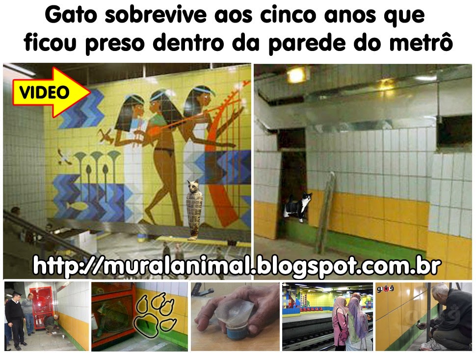 [gato_metro%255B3%255D.jpg]
