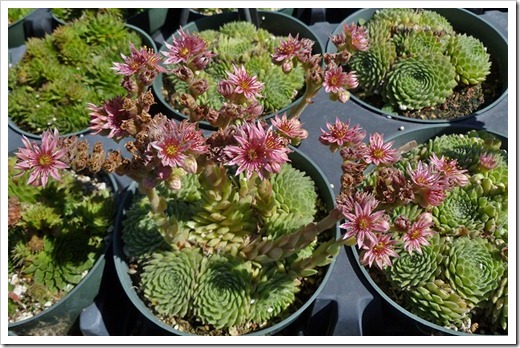 111001_succulent_gardens_sedums_in_flower_02 111001_succulent_gardens_sedums_in_flower_02