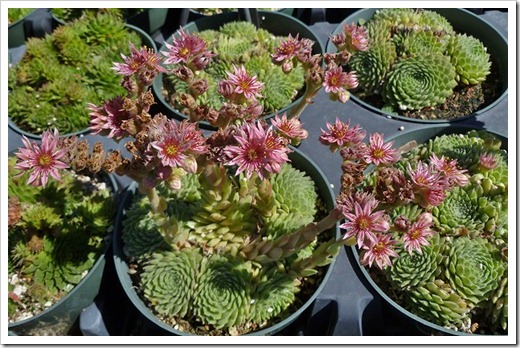 111001_succulent_gardens_sedums_in_flower_02