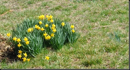 Spring is springingl; along Hwy 126