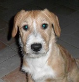 Canela (6) Canela (6)