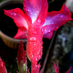 IMG_0136.JPG
