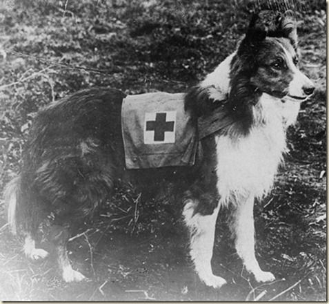 Adiestramiento Para Perros Cruz Roja2