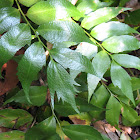 Holly fern