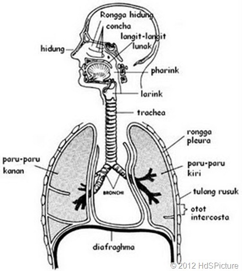 bagian-bagian paru-paru