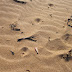 Zähne im Strand bei Qualidia