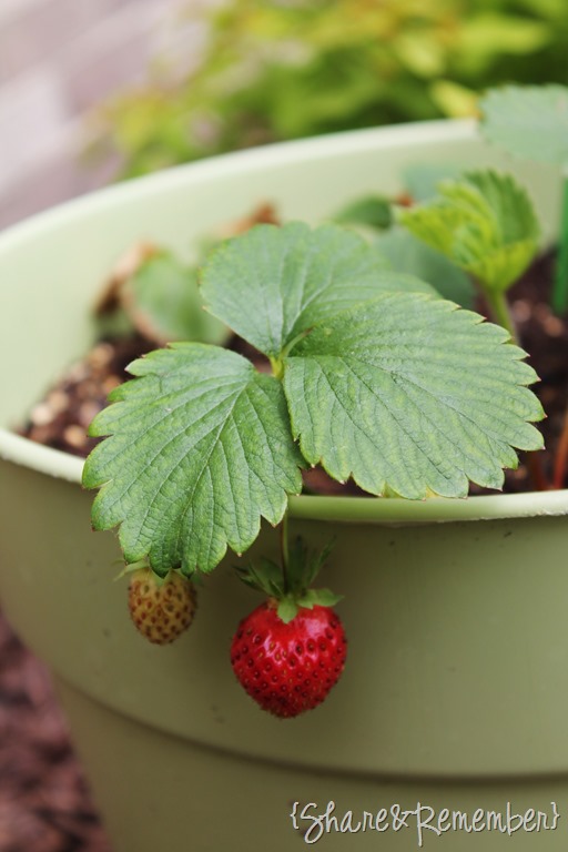 [strawberry-plant3.jpg]